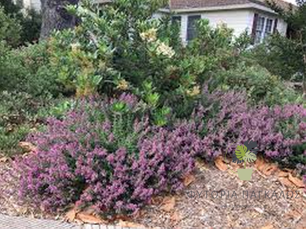 ΤΕΥΚΡΙΟ (Teucrium chamaedrys) Κλασικό Φυτό για Μπορντούρες - 2